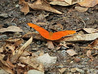 MCS IM0176 Dryas iulia ssp. Moderata.jpg