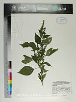 JAdNV0539 Henrya insularis.JPG