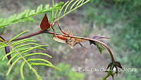 JCGO001 Pentatomidae.jpg