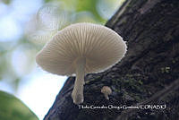 MN6PyH0093 Oudemansiella canarii.jpg