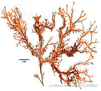 LDGR028 Gymnogongrus johnstonii.jpg