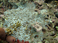 HPE146 Zoanthus pulchellus.jpg