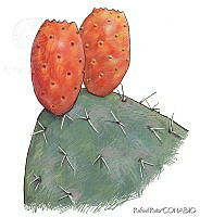 RR0047 Opuntia megacantha.jpg