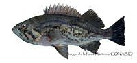SRM0167 Sebastes mystinus.jpg
