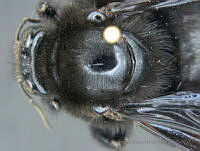 JAMR142 Bombus brachycephalus.jpg