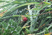SG012 0085 Disocactus speciosus.jpg