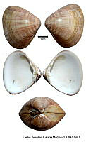 KT014 0386 Tivela byronensis.JPG
