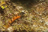 IDG1509 Malacoctenus sp..jpg