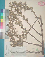 GCFC0462 Tillandsia limbata.JPG