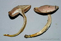 AKL0055 Tylopilus cartagoensis.jpg