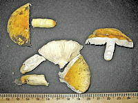RGO0127 Russula flavida.JPG