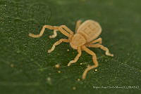 MASM07940 Pseudocellus sp..jpg