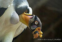 ARS00400 Sarcoramphus papa.jpg