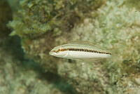 IDG1566 Halichoeres sp..jpg