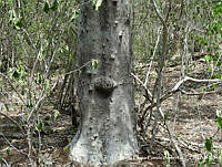 MEGA 0705 Ipomoea arborescens.JPG