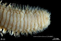 ME006 Pol 0003 Eurythoe complanata.jpg