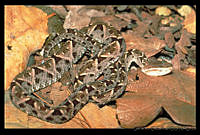 GC0011 Bothrops asper.jpg