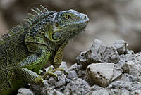 MASM05026 Iguana iguana.jpg