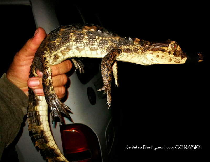 TE001%200190%20Caiman%20crocodilus.jpg.iSfl8OzzMSUnYbFjQA3g0JtbmFja29CbnFuZ3NAbXJ6LGtwZQA.SUoi4xwXWM