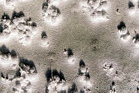 ARS00195 Dactylopius coccus.jpg