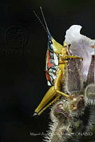 MASM07420 Orthoptera.jpg