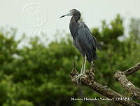 MHS0032 Egretta caerulea.JPG