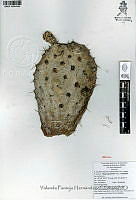 YPH2319 Opuntia hyptiacantha.jpg