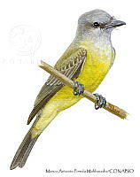 MAPM1310 Tyrannus couchii.jpg