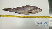 RE006 0051 Totoaba.tif