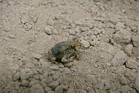 HOS107 Scaphiopus couchii.jpg