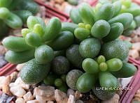 3R 01002 Sedum hernandezii.tif