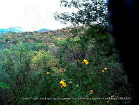 LI005 0076 Senna pallida, Matorral Subtropical.jpg