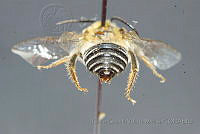 CGVM1222 Peponapos pruinosa.jpg