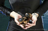 CNS1099 Megapitaria aurantiaca.jpg