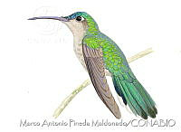 MAPM0880 Pampa curvipennis.jpg