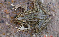 JCLV 015 Lithobates berlandieri.jpg