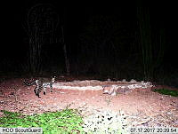 MAGB 0347 Leopardus pardalis.JPG