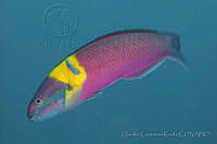 CCK0294 Thalassoma lucasanum.jpg
