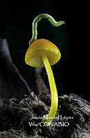 MN6PyH0123 Pluteus chrysophlebius.jpg