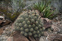 3R 01263 Echinocereus stramineus.jpg