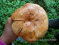 ZG007 0467 Cantharellus cibarius.jpg