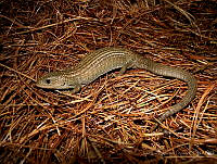 JLAL0013 Barisia imbricata.jpg