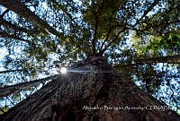 ABA001 Alvaro Obregón, Ciudad de México.jpg