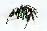 MASM07367 Phidippus audax.jpg