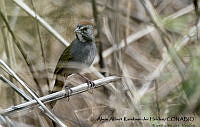 AAKVDH 0033 Pipilo chlorurus.JPG