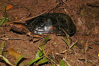 RLM0018 Kinosternon acutum.jpg