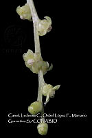 Zoqui 0230 Dioscorea remotiflora .jpg
