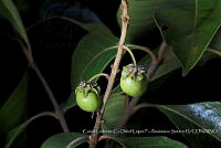 Atleq 0003 Byrsonima crassifolia.jpg