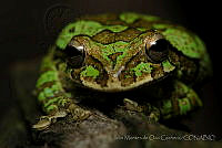 IMDOC0885 Smilisca baudinii.jpg