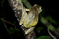 RLR057 Smilisca baudinii.jpg